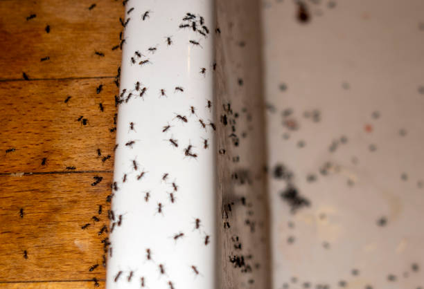Flea Control Services in Arial, SC