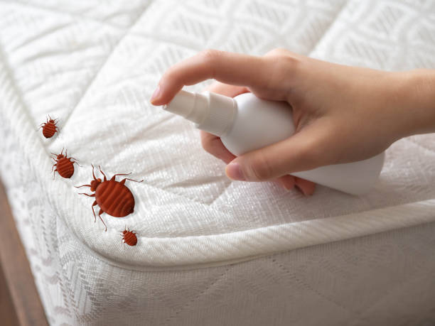 Best Spider Control Near Me  in Arial, SC