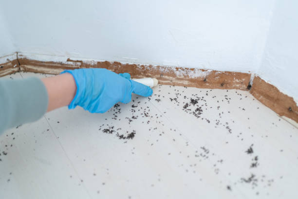 Best Insect Control  in Arial, SC